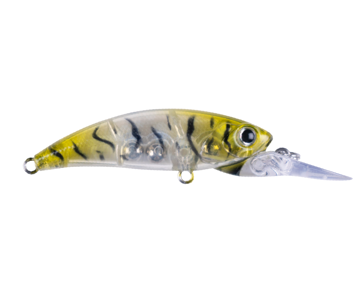 Zıpır SPU22- Glass Shrimp